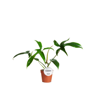 Philodendron Quercifolium (Glad Hands)