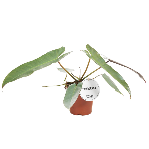 Philodendron Atabapoense
