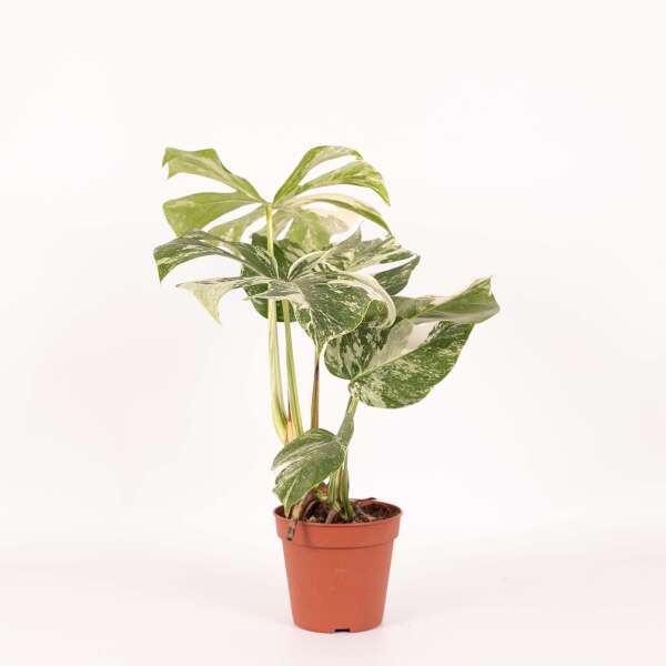 Monstera Deliciosa 'Albo Variegata'