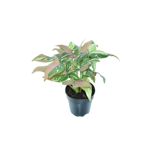 Syngonium 'Red Spot Tricolor'