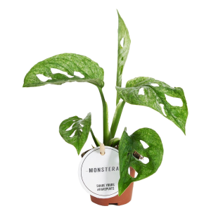 Monstera Adansonii Mint Babyplant