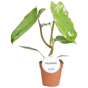 Philodendron Paraiso Verde