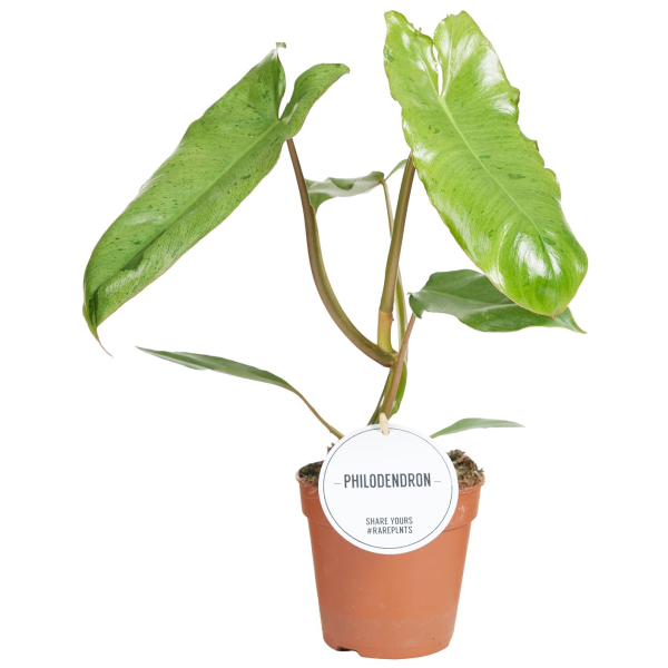 Philodendron Paraiso Verde