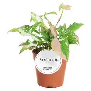 Syngonium Red Spot Tricolor