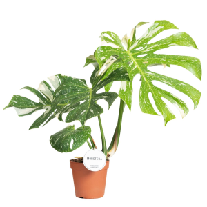 Monstera Thai Constellation L