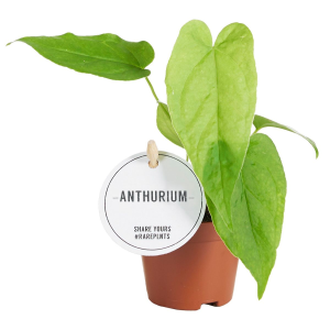 Anthurium Balaoanum Babyplant