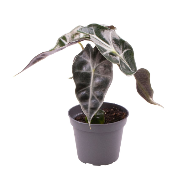 Alocasia Curly Bambino Babyplant