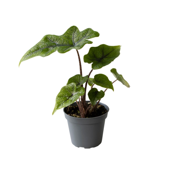 Alocasia Jacklyn Babyplant