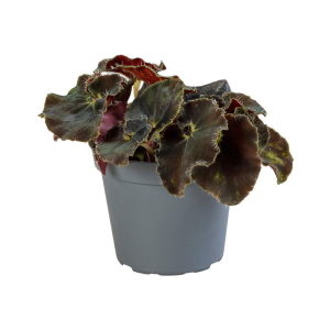 Begonia Rex Dark Mambo Babyplant