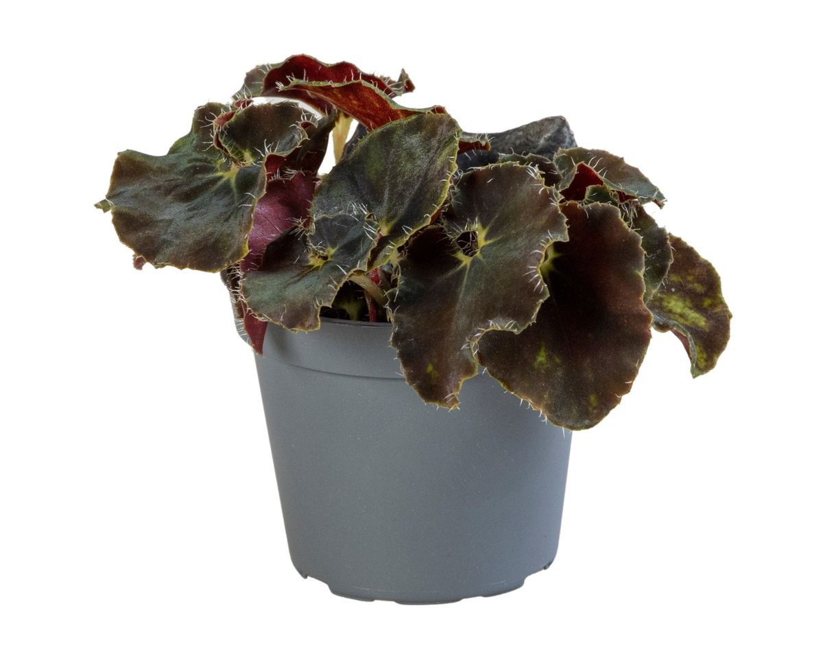 Begonia Rex Dark Mambo Babyplant