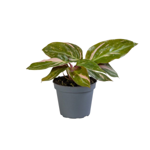 Calathea Magic Star Babyplant