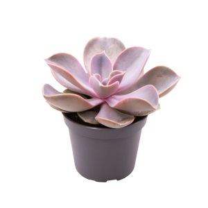 Echeveria Gibbiflora Metallica Babyplant