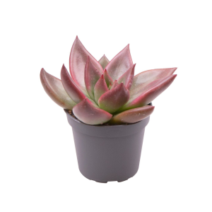 Echeveria Mars Galaxy® Babyplant