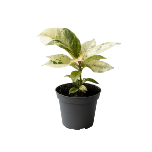 Ficus Elastica Shivereana, Babyplant