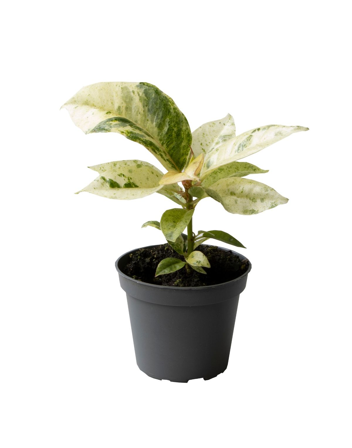 Ficus Elastica Shivereana, Babyplant