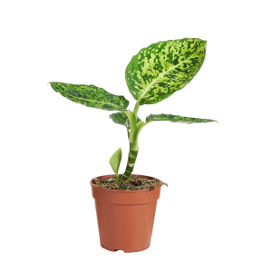 Dieffenbachia Reflector