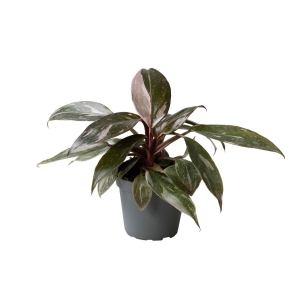 Philodendron Pink Princess Marble Babyplant