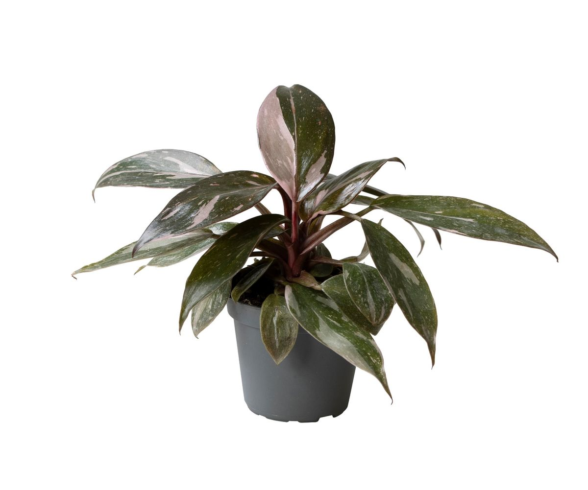Philodendron Pink Princess Marble Babyplant