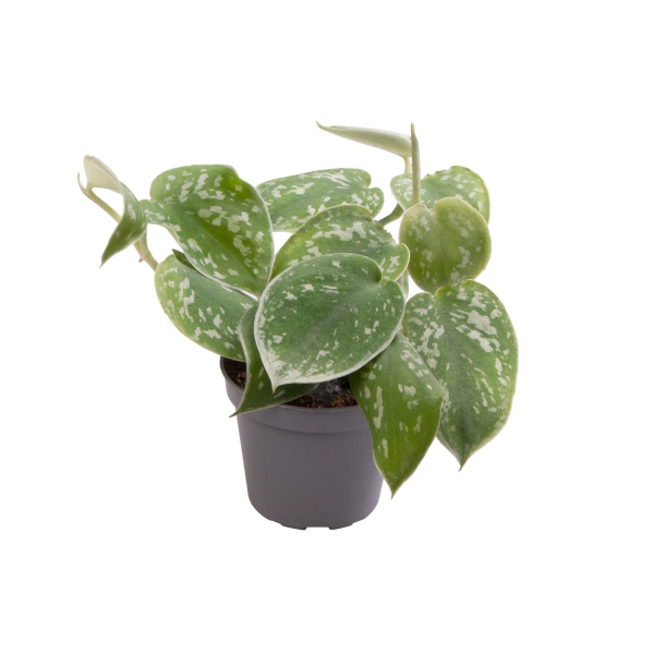 Scindapsus Pictus Argyraeus Babyplant