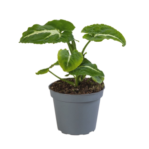 Syngonium Wendlandii, Babyplant