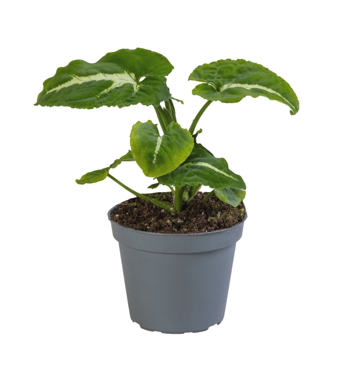 Syngonium Wendlandii, Babyplant