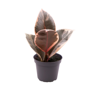 Ficus elastica 'Tineke' Babyplant
