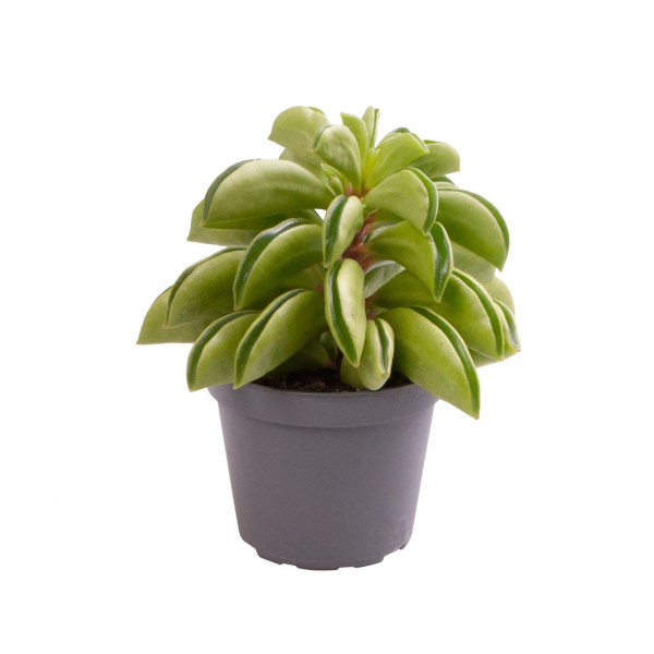 Peperomia Fire Sparks Babyplant
