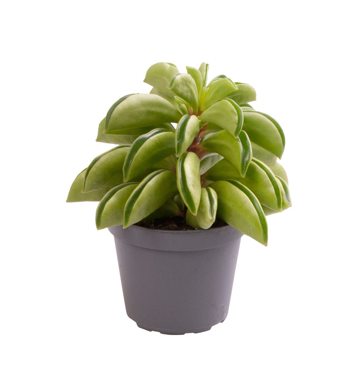 Peperomia Fire Sparks Babyplant