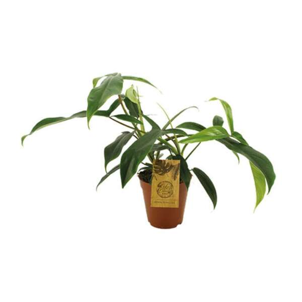 Philodendron 69686