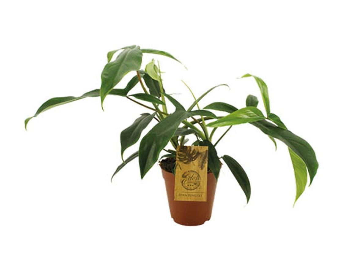 Philodendron 69686