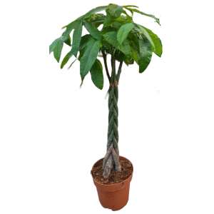 Pachira Aquatica with a braided stem, XL