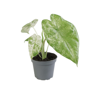 Alocasia Macrorrhiza Splash Babyplant
