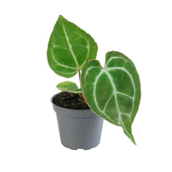 Anthurium Crystallinum Babyplant