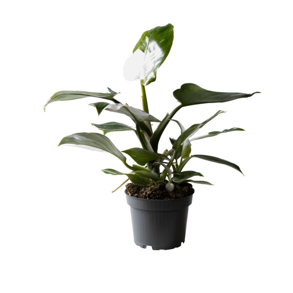 Philodendron White Wizard, M