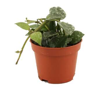 Hoya krohniana 'Splash' Babyplant