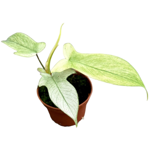 Philodendron Florida Ghost