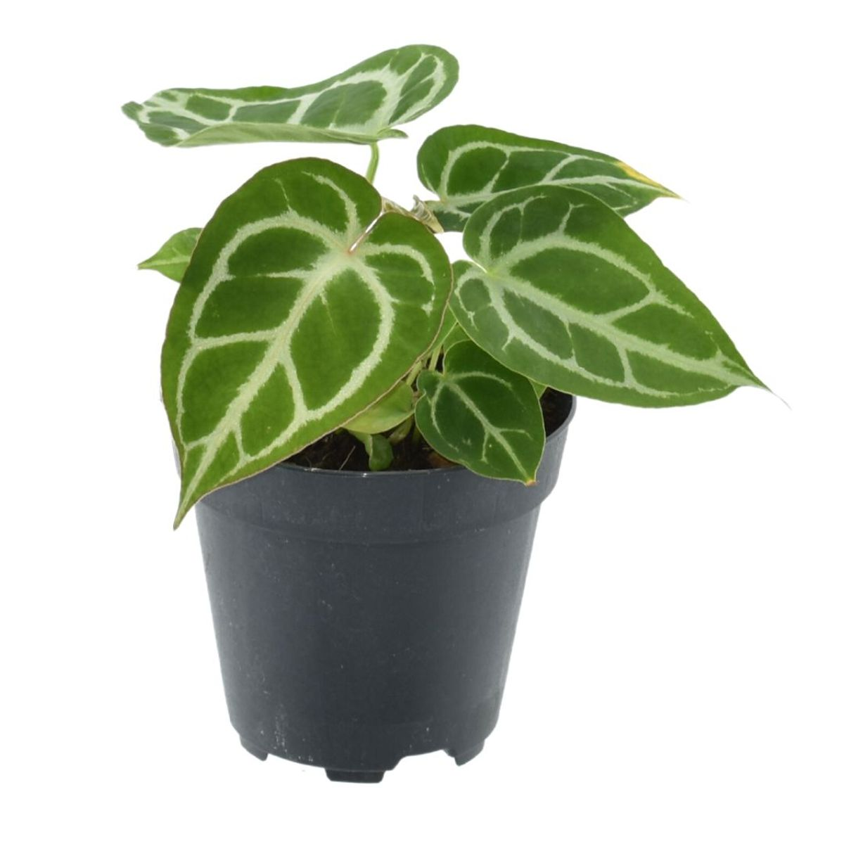 Anthurium Crystallinum
