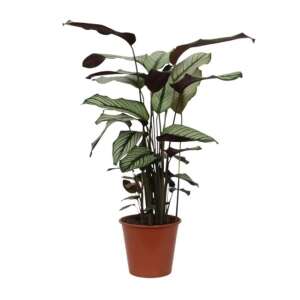 Calathea Whitestar