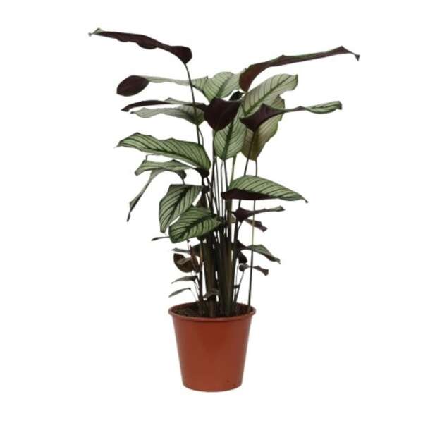 Calathea Whitestar