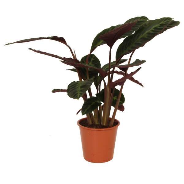 Calathea Warscewiczii