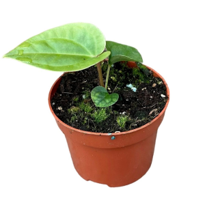 Anthurium Regale x Luxurians