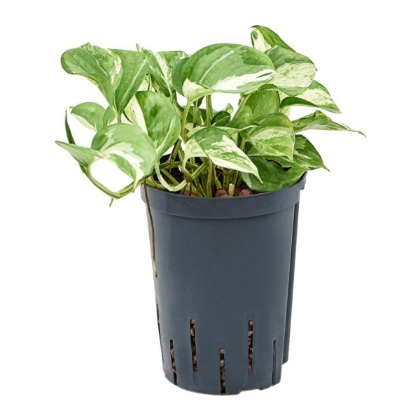 Epipremnum aureum 'Manjula' (Hydroculture)