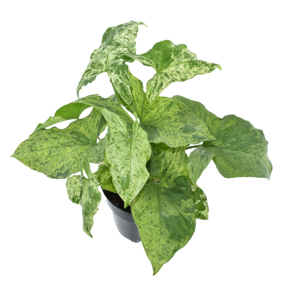 Syngonium Mottled