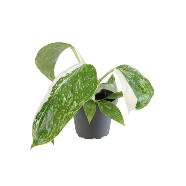 Philodendron Jose Buono Babyplant