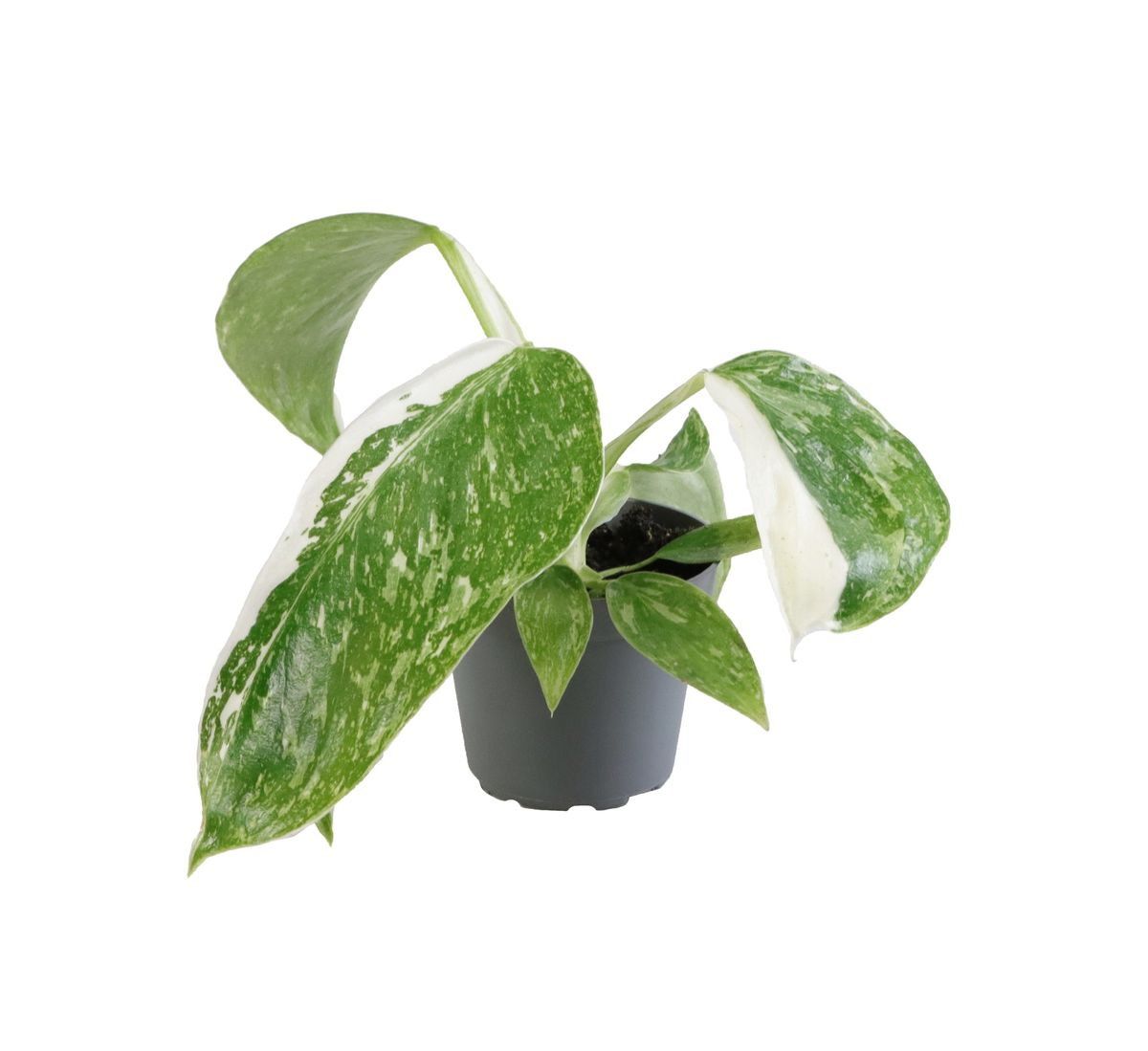 Philodendron Jose Buono Babyplant