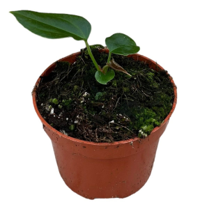 Anthurium Nigrolaminum 'Gigi' x Forgetii