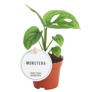 Monstera Esqueleto Babyplant