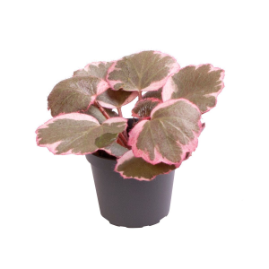 Saxifraga Stolonifera Variegata Babyplant