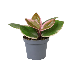 Hoya Flamingo Dream Babyplant
