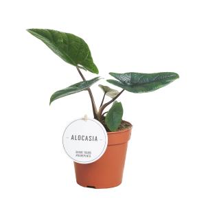 Alocasia Scalprum
